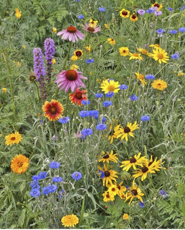 Scatter Garden | Songbird | Bird Lovers | Best Seller