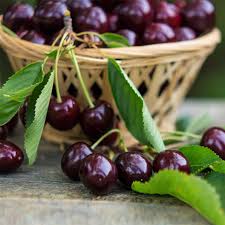 Bing Cherry | Prunus avium 'Bing' – Mandy Spring Farm Nursery, Inc.