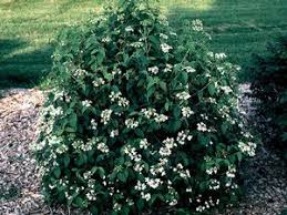 'Summer Snowflake' Viburnum| Viburnum plicatum f. tomentosum