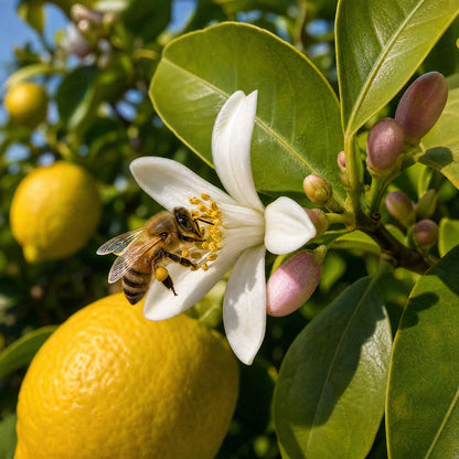 Lemon Honey Candy
