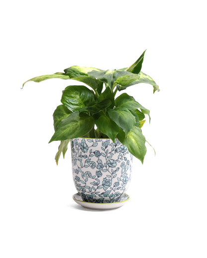 Liberte  Indoor plant pots with drainage 3 & 5 inch planter