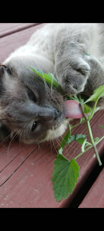 Garden Sprinkles Catnip | Organic Fall & Holiday Cat Treat
