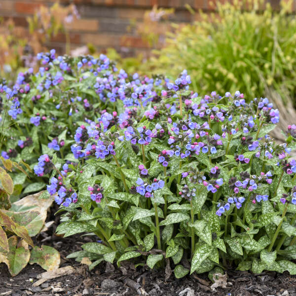 'Pink-a-Blue' Lungwort | Pulmonaria