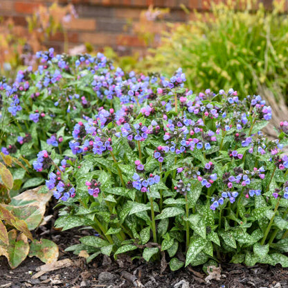 'Pink-a-Blue' Lungwort | Pulmonaria