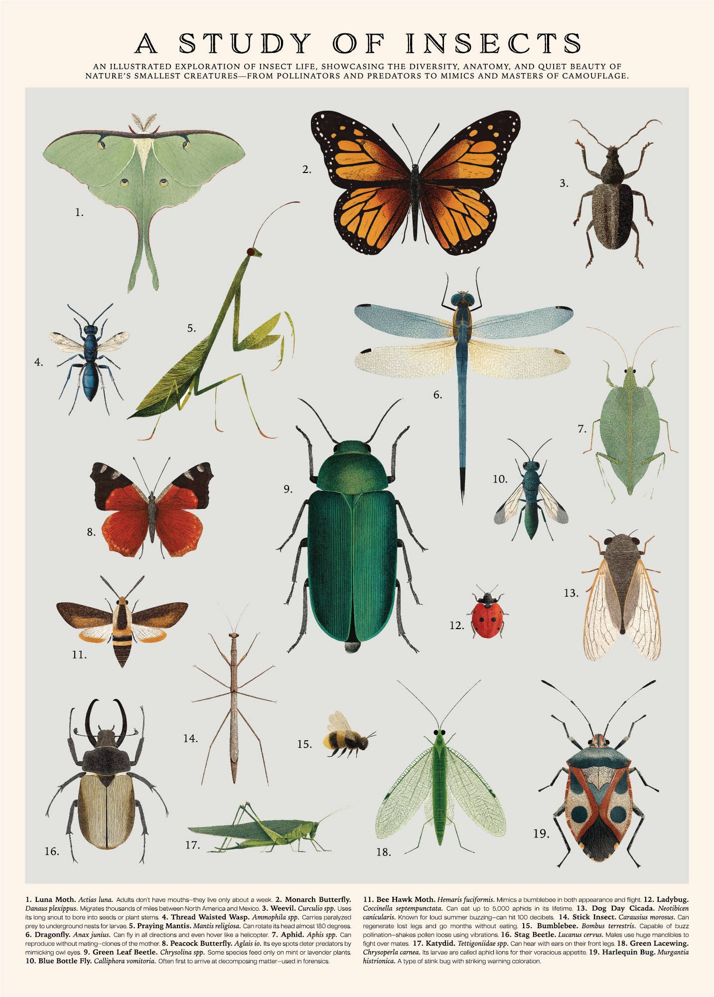 Vintage Posters Wrapping Paper - Insects