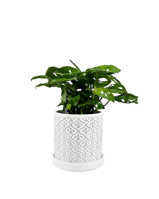 Balter Succulent Containers Cactus Pot And Saucer