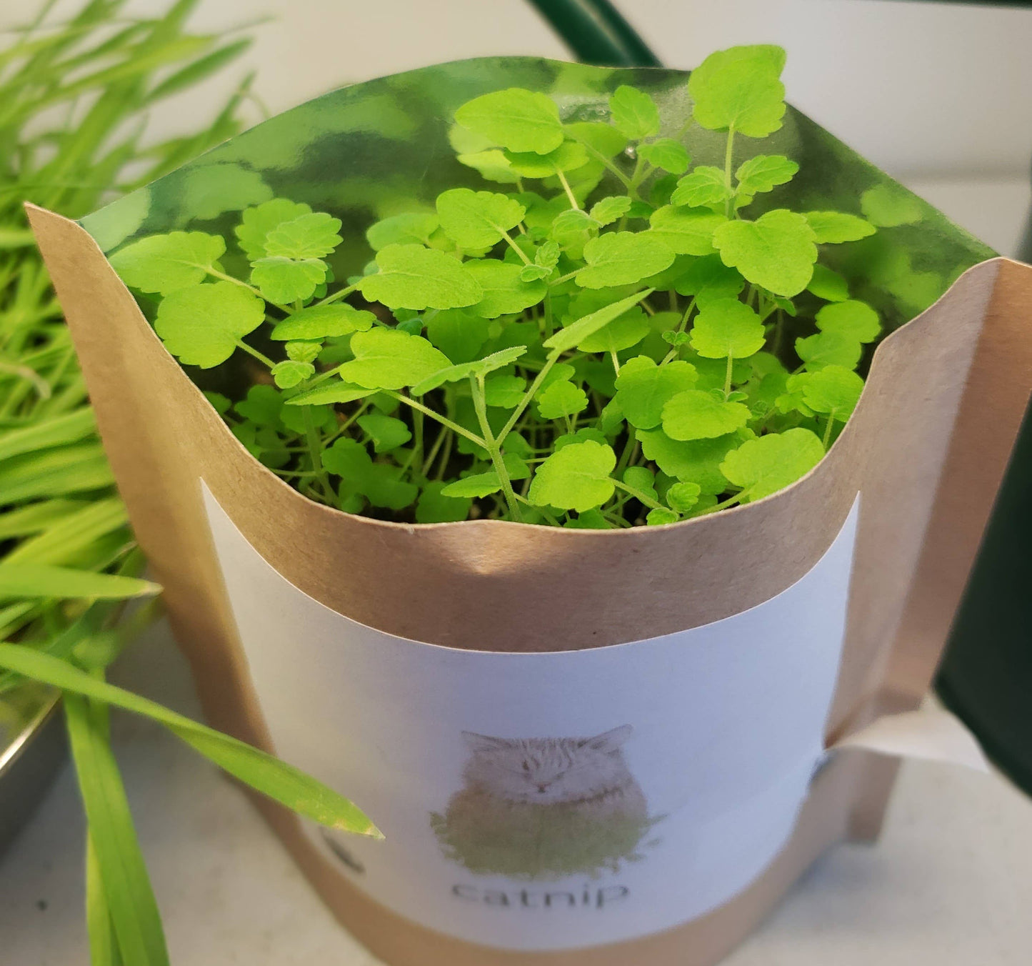 Garden in a Bag | Catnip | Spring Pet Treat Gift