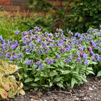 'Pink-a-Blue' Lungwort | Pulmonaria