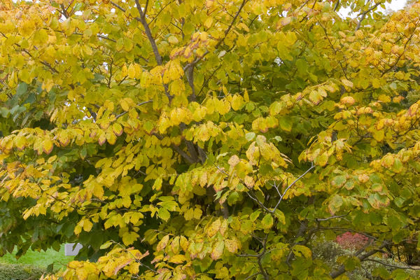 Witch Hazel | Hamamelis virginiana