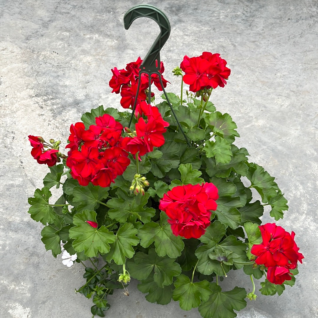 Geranium/Geraniums