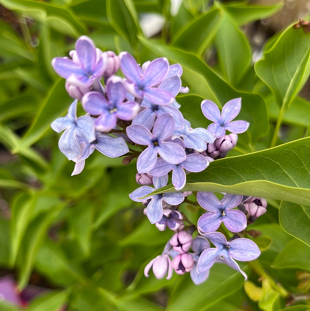 Wedgewood blue lilac