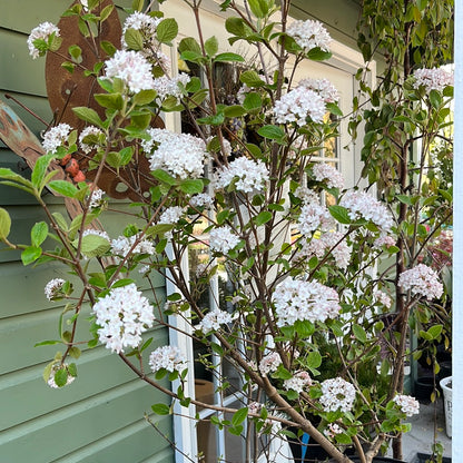 Sugar n' Spice® Korean Viburnum | Viburnum carlesii