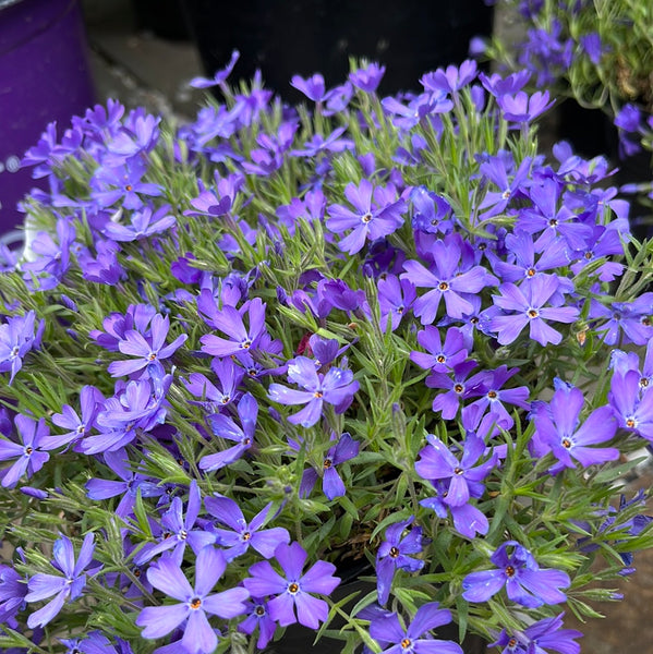 Violet Pinwheels Creeping Phlox | Phlox 'Violet Pinwheels' – Mandy