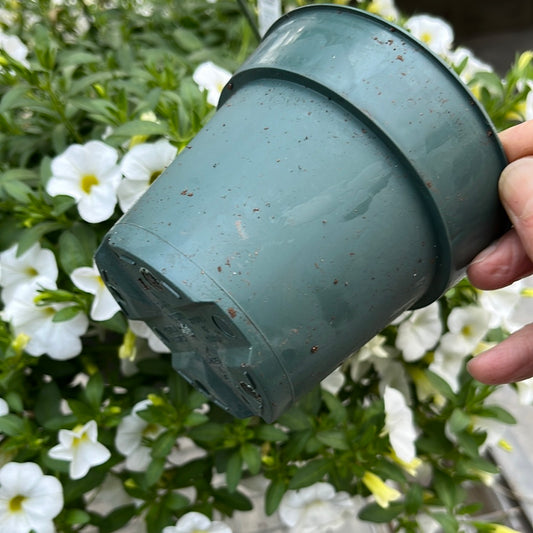 Annual Flowers & Vines - Assorted Pot & Pack