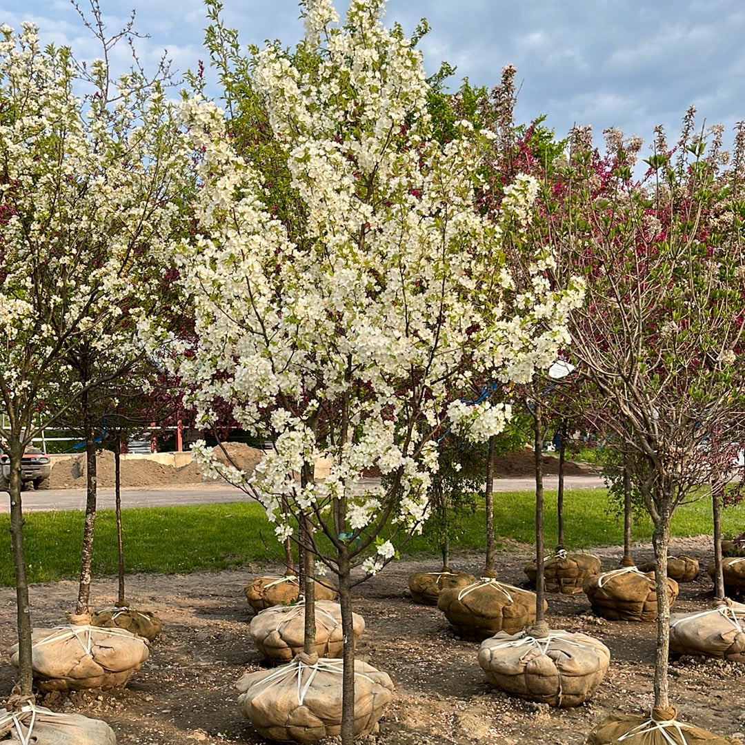 Snowdrift Tree Snowdrift Crabapple | Malus 'Snowdrift' – Mandy Spring Farm Nursery, Inc.