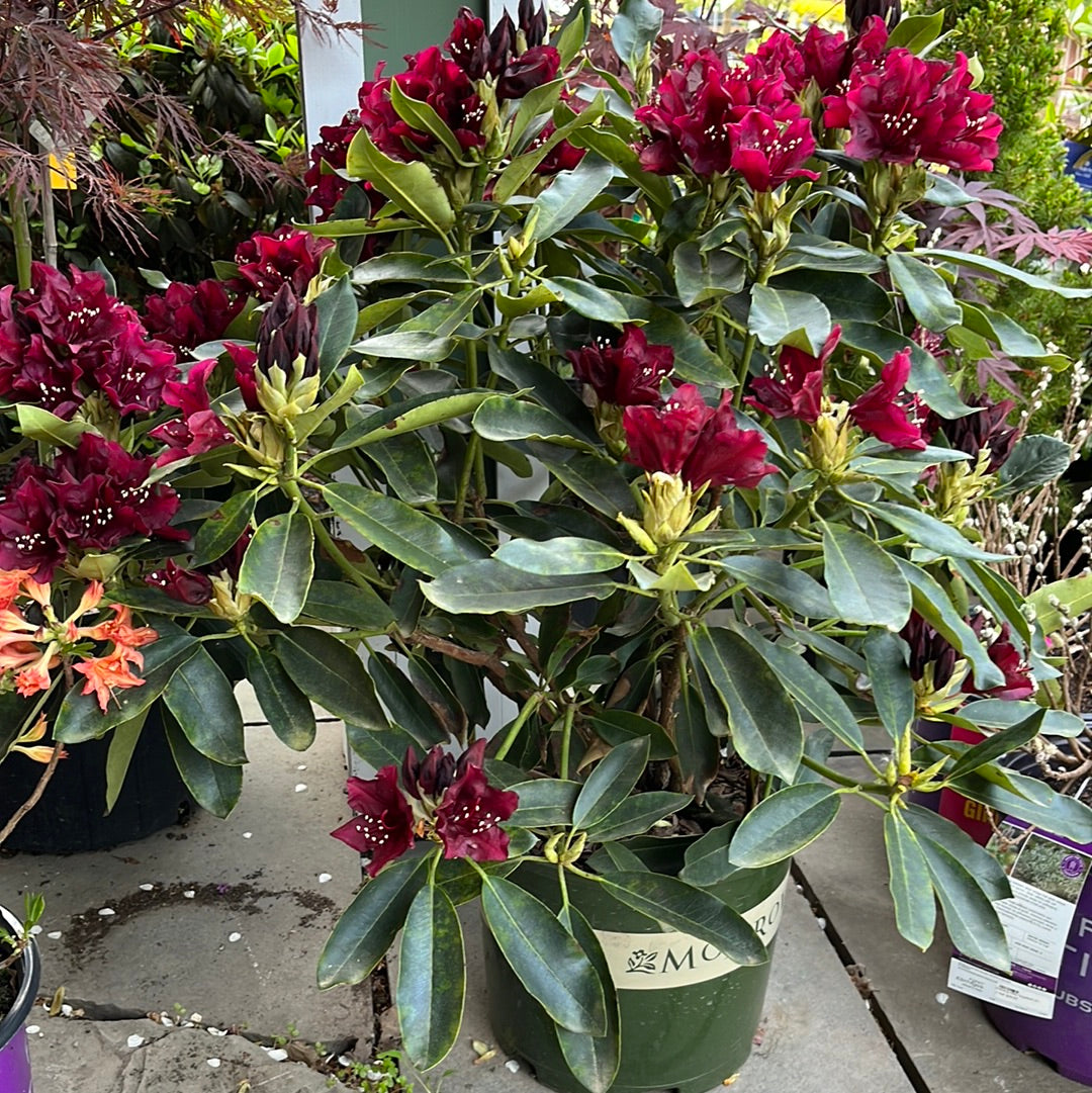 Fire Red Rhodadendron 'Dark Lord' Rhododendron | Rhododendron 'Dark Lord' – Mandy Spring Farm ...