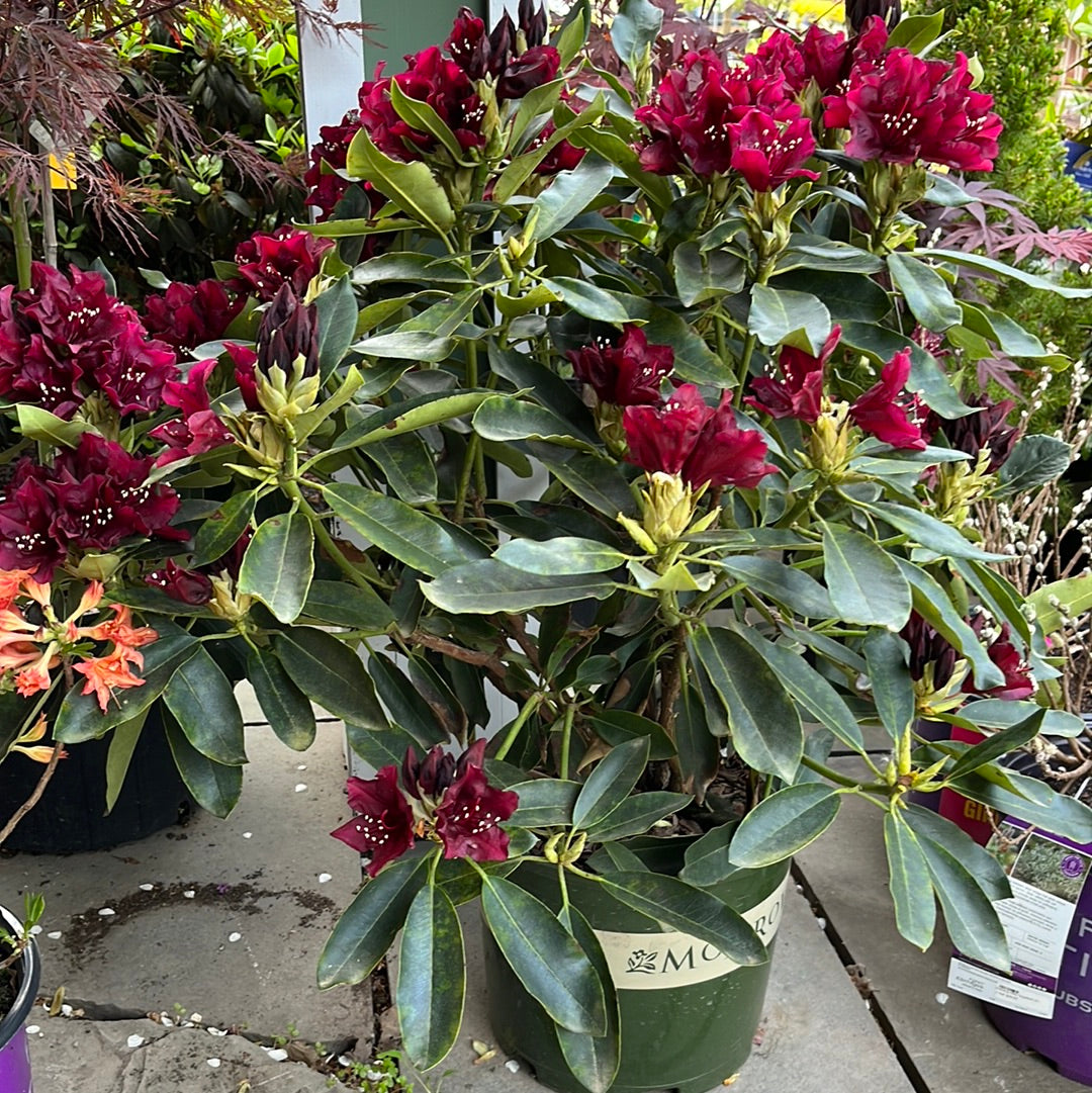 'Dark Lord' Rhododendron