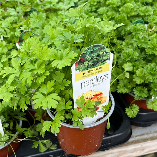 Herbs Assorted