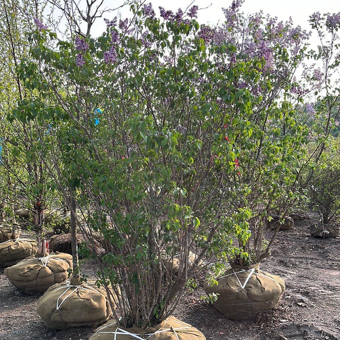 Common Purple Lilac | Syringa vulgaris