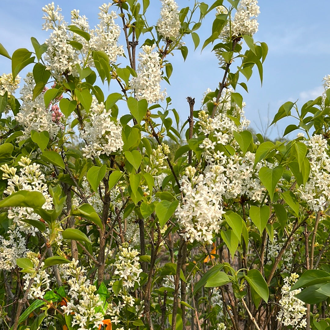 Common White Lilac | Syringa vulgaris var. alba