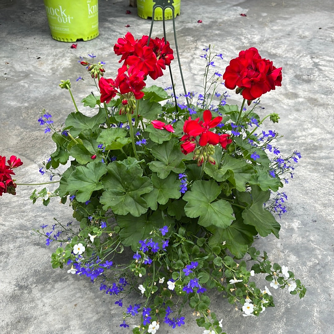 Geranium/Geraniums