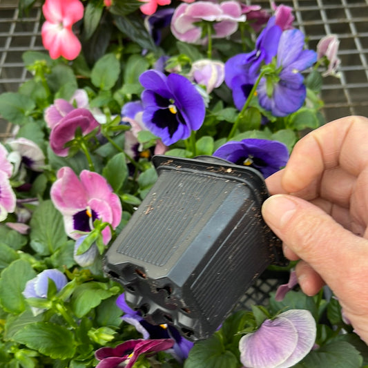 Annual Flowers & Vines - Assorted Pot & Pack