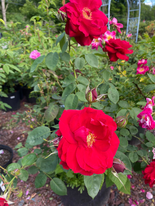 Bare Root - Ramblin' Red Climbing Rose