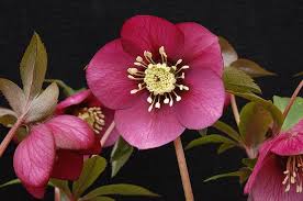 Hellebore | Helleborus