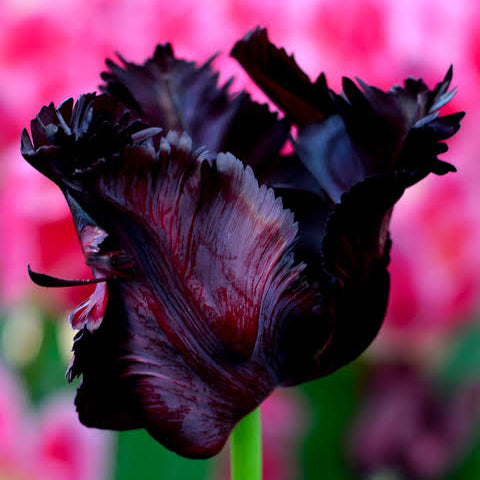 Black Parrot Tulip Bulbs - 7 CT