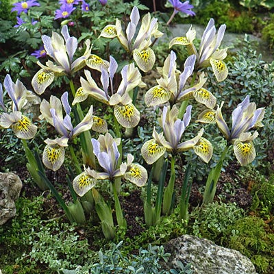 Katharine Hodgkin Species Iris (Mini Iris)