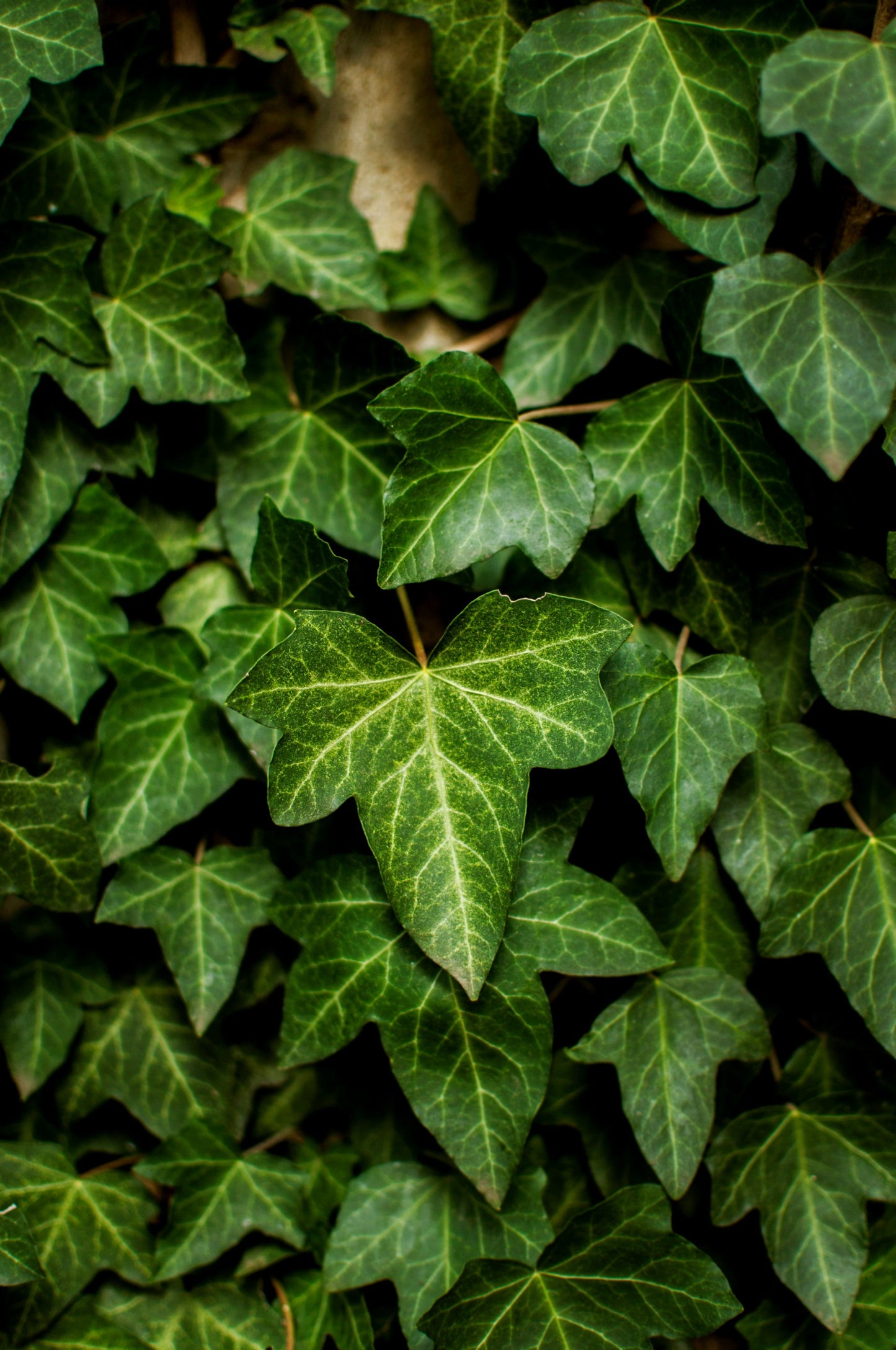 Boston Ivy | Parthenocissus tricuspidata
