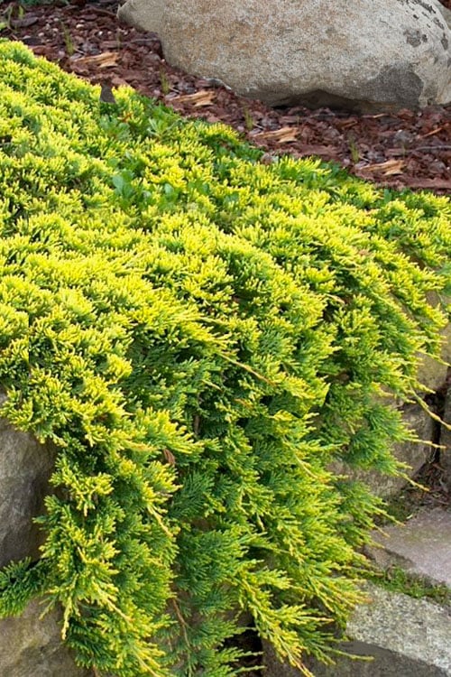 'Golden Carpet' Creeping Juniper | Juniperus horizontalis 'Golden Carpet'
