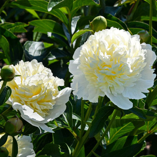 Laura Dessert Peony | Paeonia lactiflora