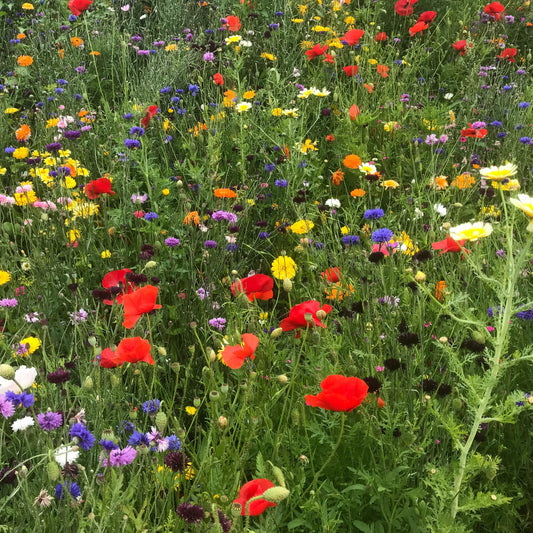 Northeast Wildflower Seed Mix