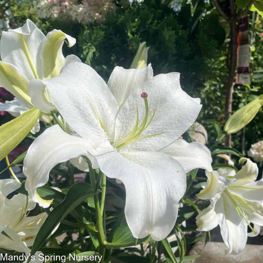 Casa Blanca Fragrant Lily | 2 Bulbs