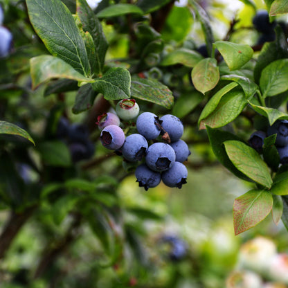 Duke Blueberry | Vaccinium corymbosum
