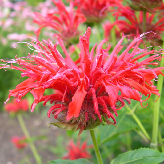 Fire Marshall Bee Balm | Monarda didyma