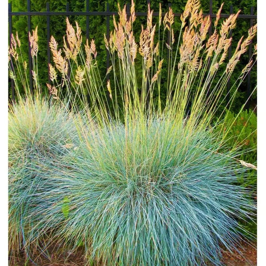 Elijah Blue Fescue Grass | Festuca glauca