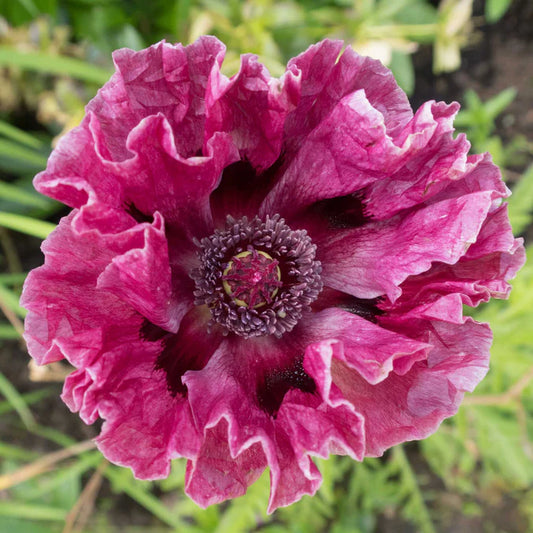 Patty's Plum Oriental Poppy | Papaver orientale