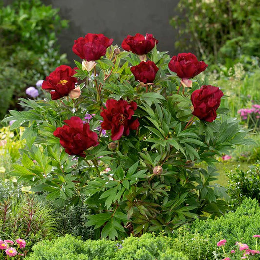 Scarlet Heaven Itoh Peony | Paeonia