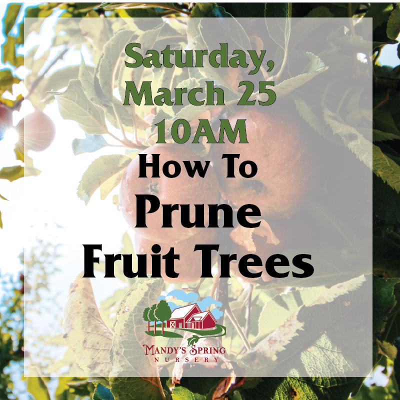 How To Prune Fruit Trees