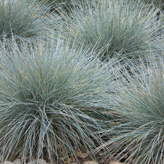 Elijah Blue Fescue Grass | Festuca glauca