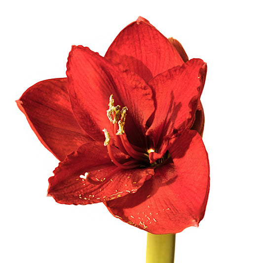 'Red Lion' Amaryllis Bulbs / Hippeastrum