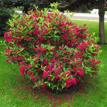 prince herbicide Red Prince Weigela