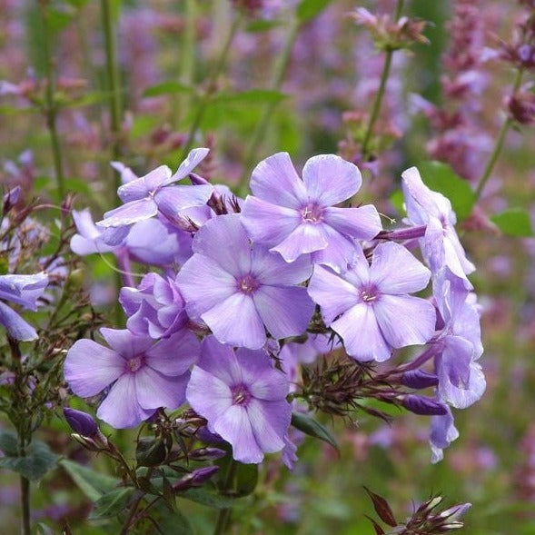 Blue Paradise Garden Phlox | Phlox paniculata