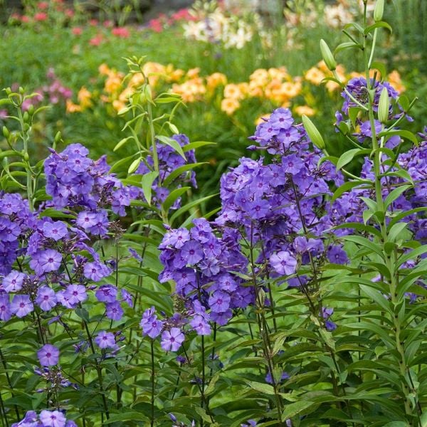 'Blue Paradise' Garden Phlox | Phlox paniculata