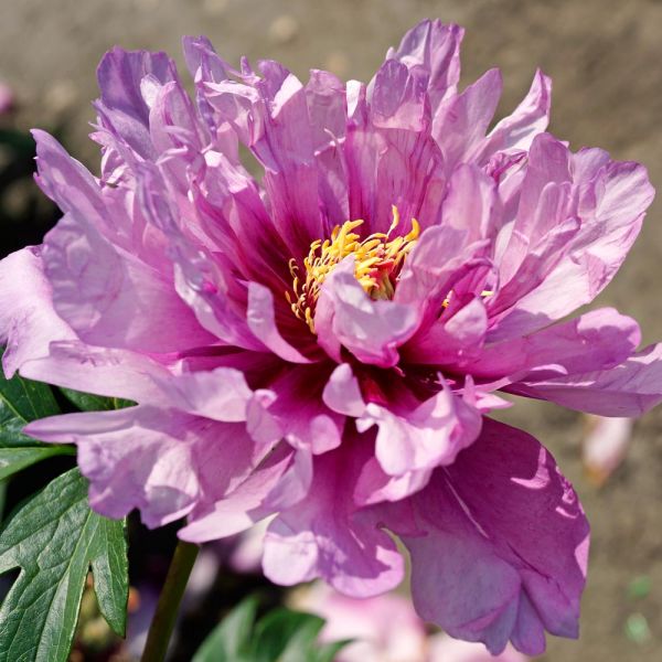 First Arrival Itoh Peony | Paeonia