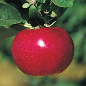 Cortland Apple  Malus 'Cortland' – Mandy Spring Farm Nursery, Inc.