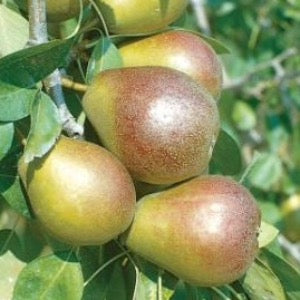 Seckel Pear | Pyrus communis 'Seckel'