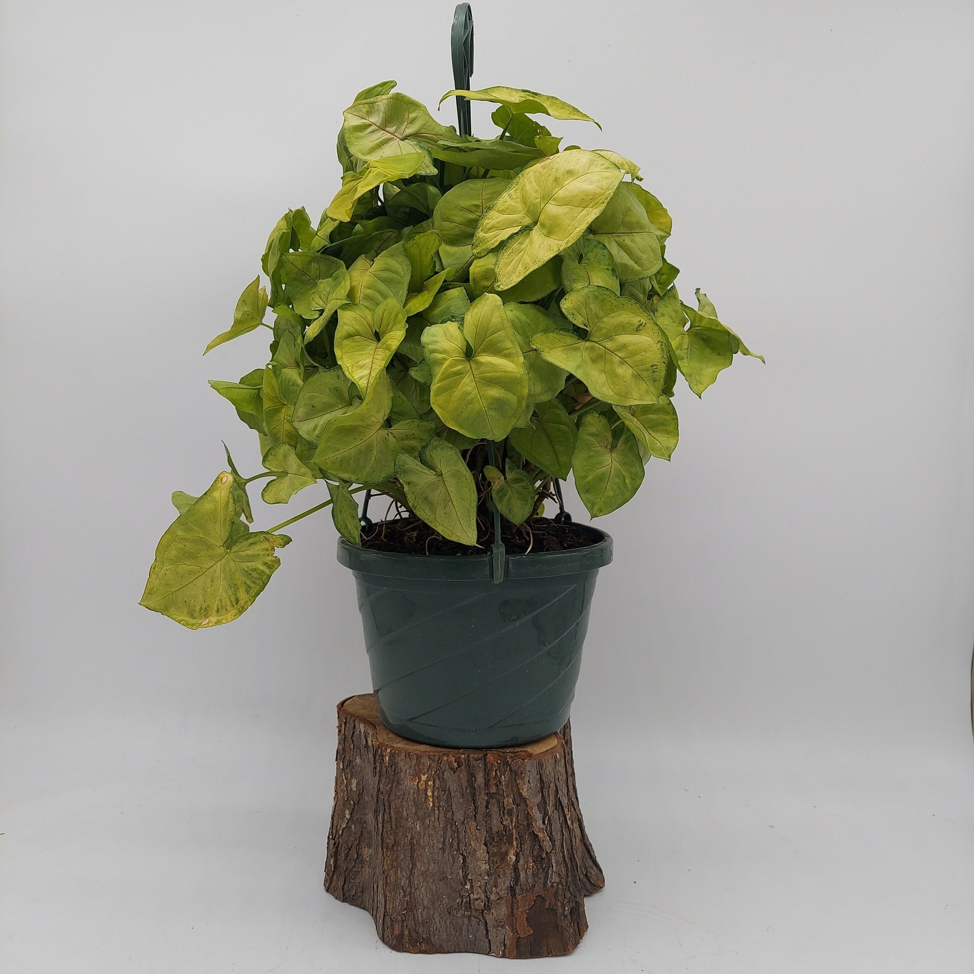 Arrowhead Plant